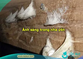 Ánh sáng bên trong nhà yến.