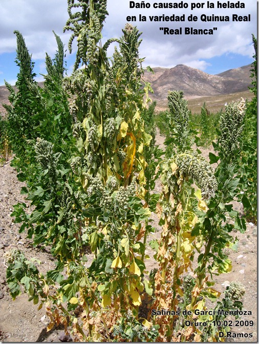 Daño_causado_por_las_heladas_en_la_variedad_de_Quinua_ Chenopodium_quinoa_Real_Blanca-D.Ramos-Laquinua.blogspot.com
