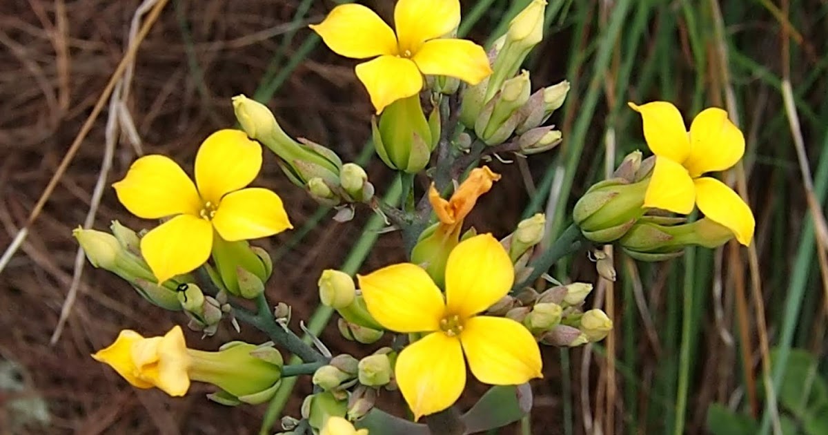 Kalanchoe Spathulata A Native Philippine Succulent