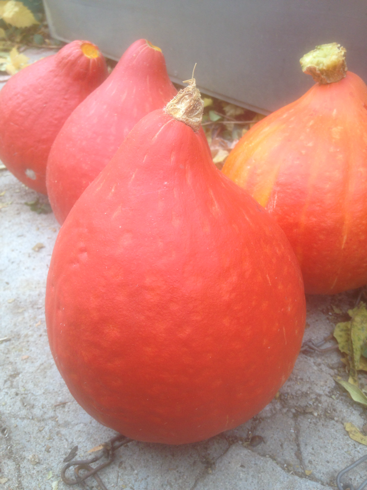 Red Kuri squash