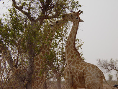 Giraffes Nuzzling