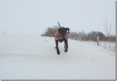 Zorro auf hoher Schneewehe, H. Brune