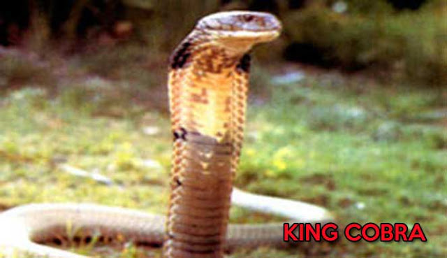 10 FAKTA MENARIK TENTANG ULAR KING COBRA YANG MERESAHKAN MASYARAKAT