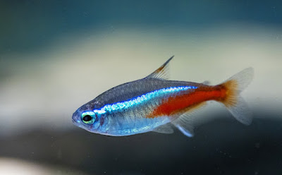 Ikan Hias Neon Tetra