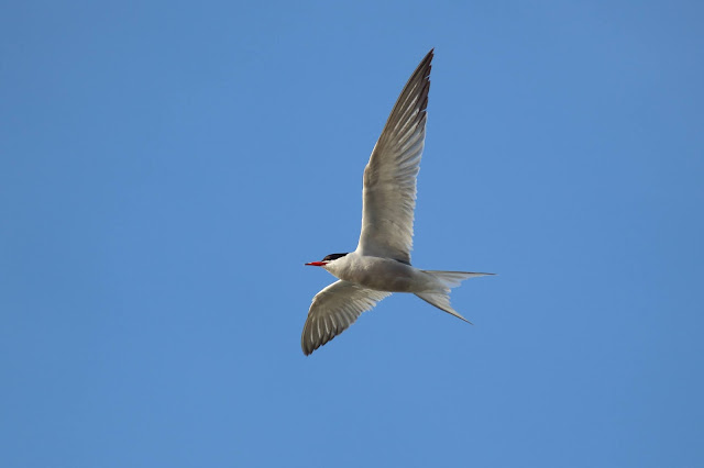 Common Tern, North Cave Wetlands, 29/07/20, british breeding bird