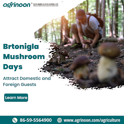 Mushroom Log suppliers