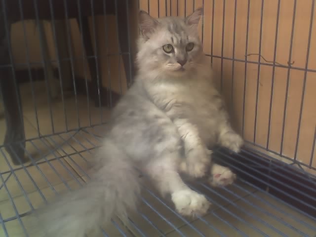 ONMACATZ SHOP: DIJUAL KUCING PERSIA MEDIUM