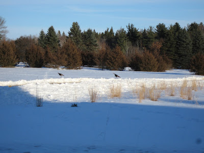 wild turkeys in snow field