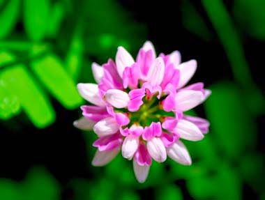 http://www.statesymbolsusa.org/Pennsylvania/Plant_Penngift_Crownvetch.html