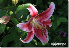 Stargazer