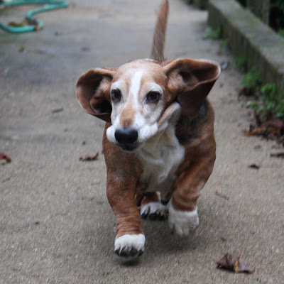 Running Basset Hounds Seen On www.coolpicturegallery.us