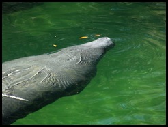 Swimming in the Blue Spring 024