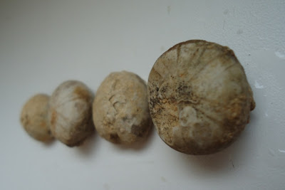 Four Fossils Sea Urchin / Echinoid 