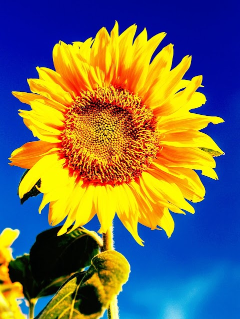 photo-of-sunflower-iphone-wallpaper