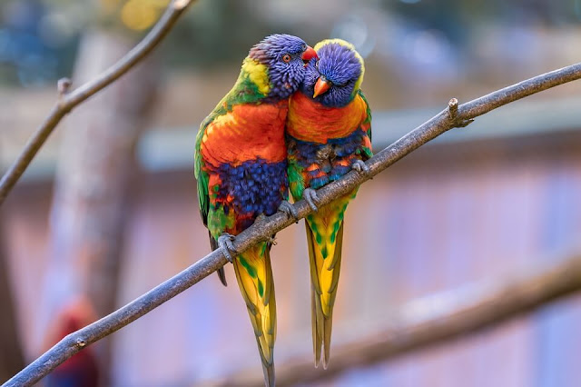 Colorful Parrots Images Gallery Wallpapers 4K Free Download