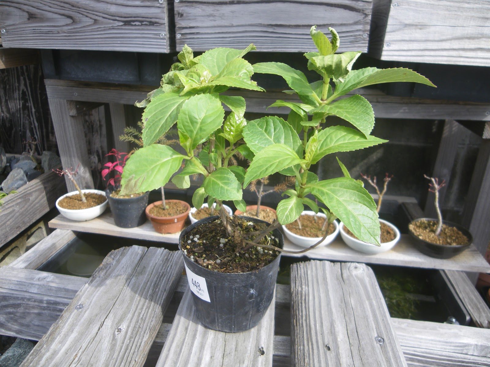 アジサイ 紫陽花 の育て方 小さな鉢植えやミニ盆栽で美しい花を楽しむ メダカの大工