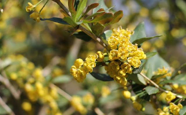 Berberis Pruinosa Flowers Pictures