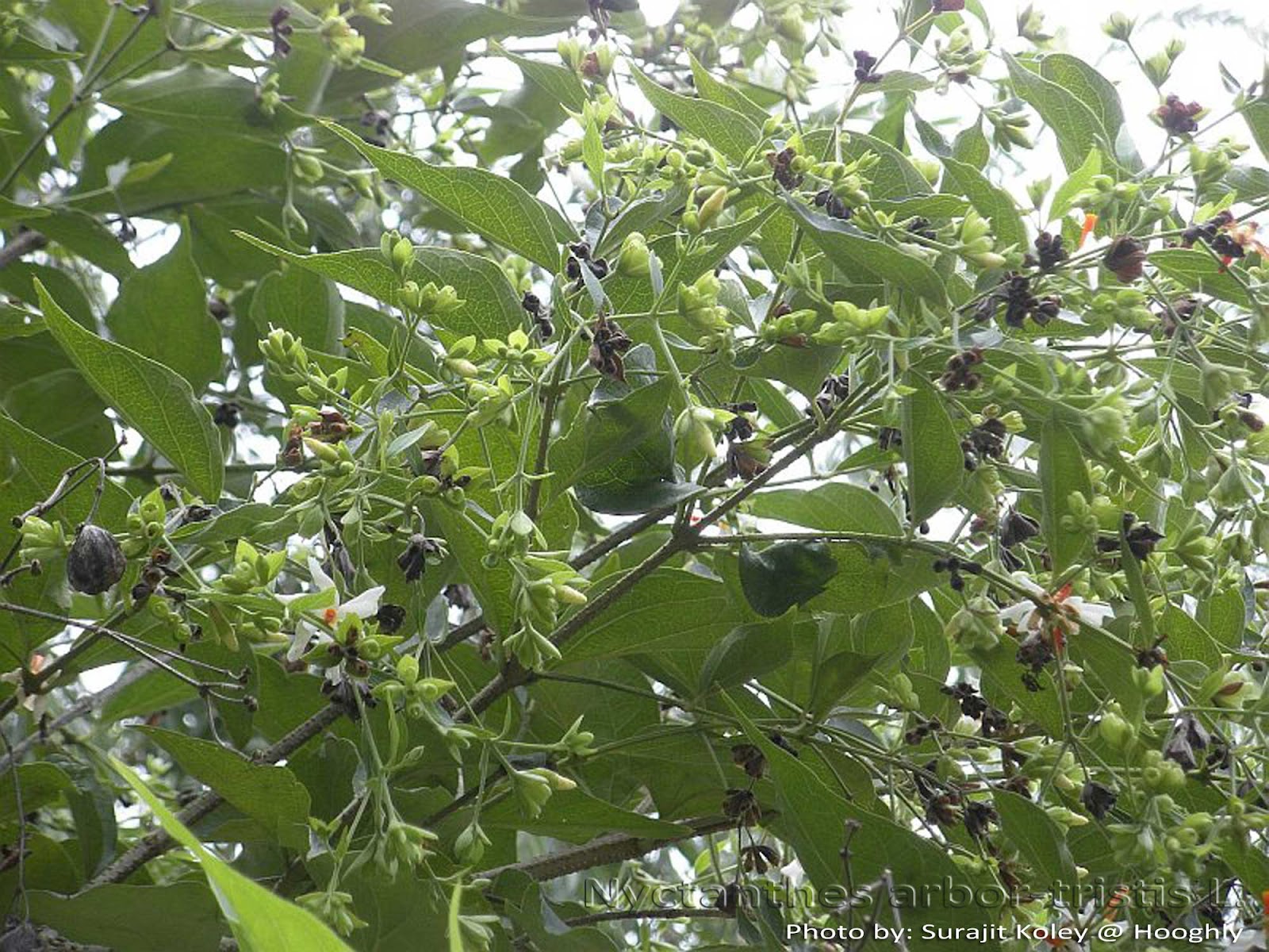 Nyctanthes arbortristis parijatham Shiuli Prajakta shefali