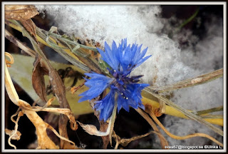 Flower In Snow by Ulrika