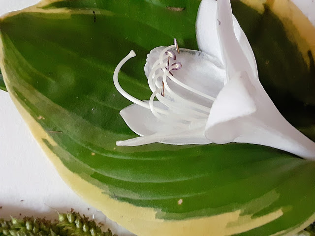 close up of a green and white variegated hosta leaf and the white hosta flower