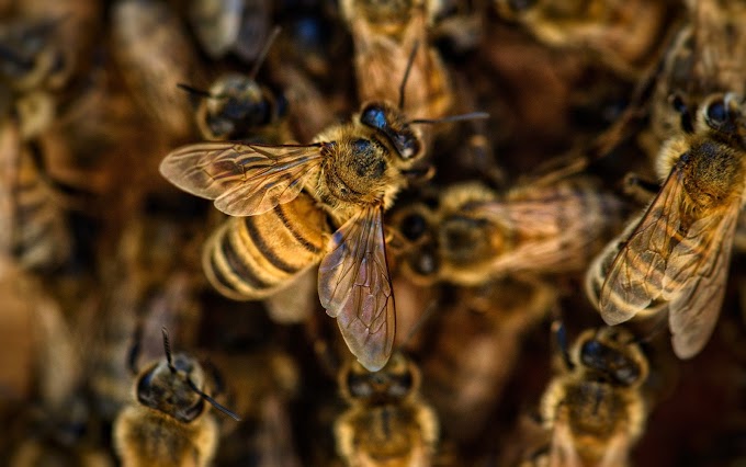 Cara Ternak Lebah Madu