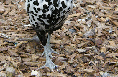 Poultry Protection Pen Woodchip