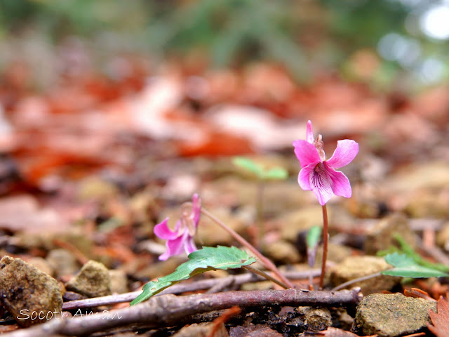 Viola violacea