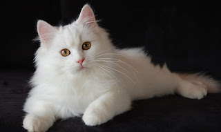 Persian cat photos wallpaper