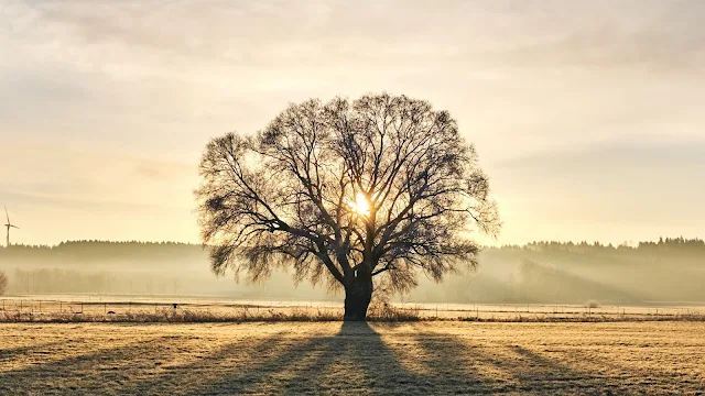 Alone Tree At Sunset hd Wallpaper