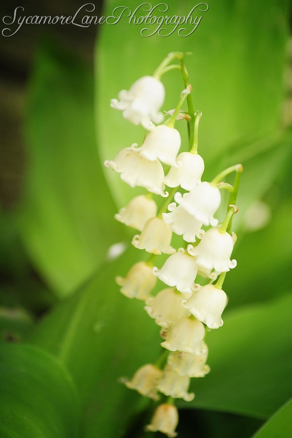 lily of the valley