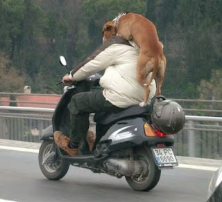 Dog Rides Motor Bike Picture