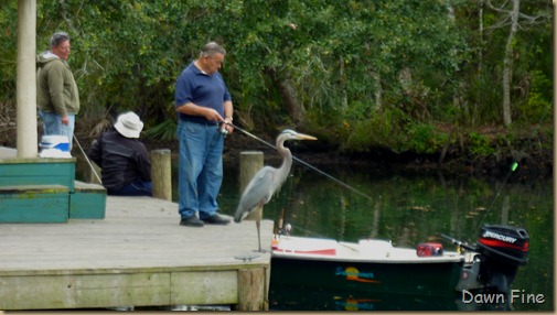 Chassahowitzka River  area_012