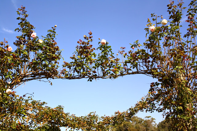 Victoria State Rose Garden, Werribee