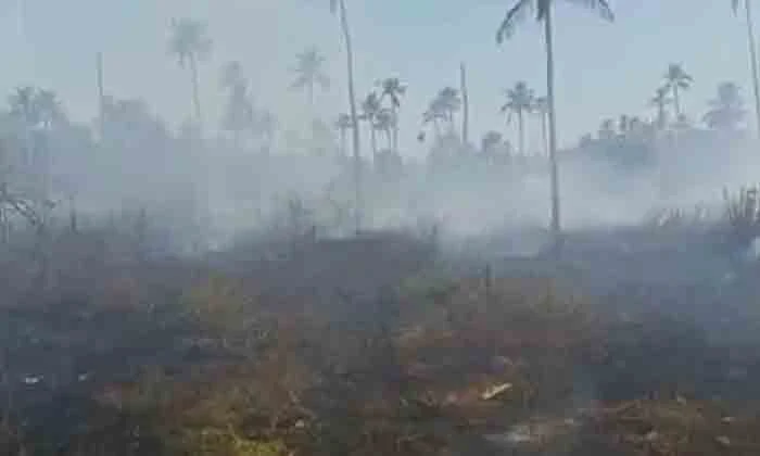 Coconut grove caught fire and an elderly man met a tragic end, Thrissur, News, Politics, Fire, Accidental Death, Hospital, Kerala