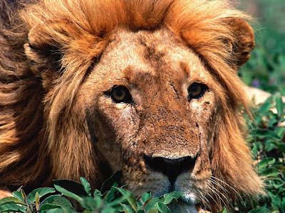 lion wallpaper. Lion wallpapers high