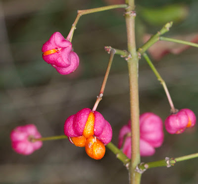 Spindle berries, Euonymus europaeus.  Scadbury Park, 11 September 2011.