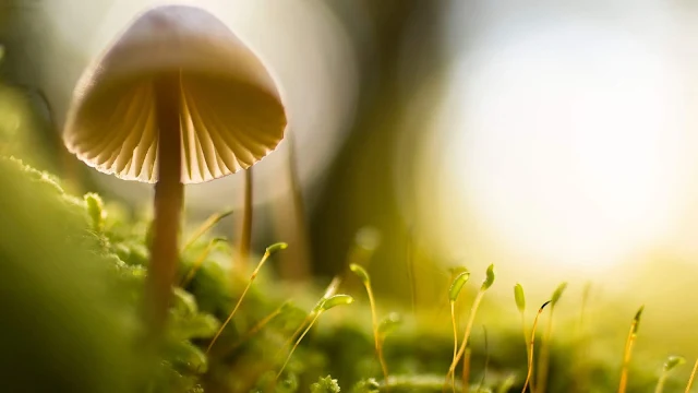 Cogumelo na Floresta