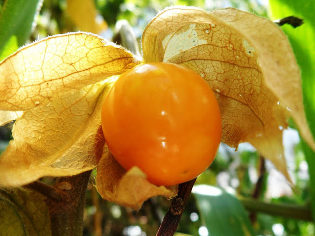 Aguaymanto, goldenberry, gooseberry, uchuva, uvilla, motojobobo, tomatillo, oxhcon, physalis peruviana, alquejenje. 