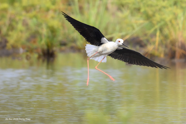 An Bui 2024 Dong Thap - Black Winged Stilt (Cà kheo cánh đen)