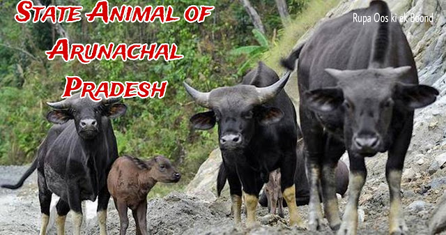 अरूणाचल प्रदेश का राज्य पशु मिथुन (Mithun) या गयाल (Gayal)/ बोस फ्रॉन्टालिस / State Animal of Arunachal Pradesh