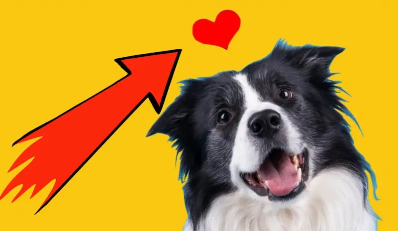 Think You Know How Much Your Dog Loves You Take This Quiz and Find Out!