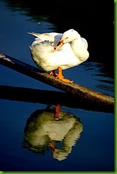 clip_image017