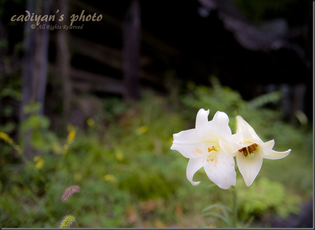 D700_2012-08-29_006
