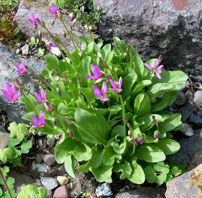 Rock Garden Blooms Increasing