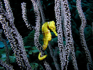 Sea Horse Wallpaper