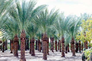 Palm Landscaping Ideas