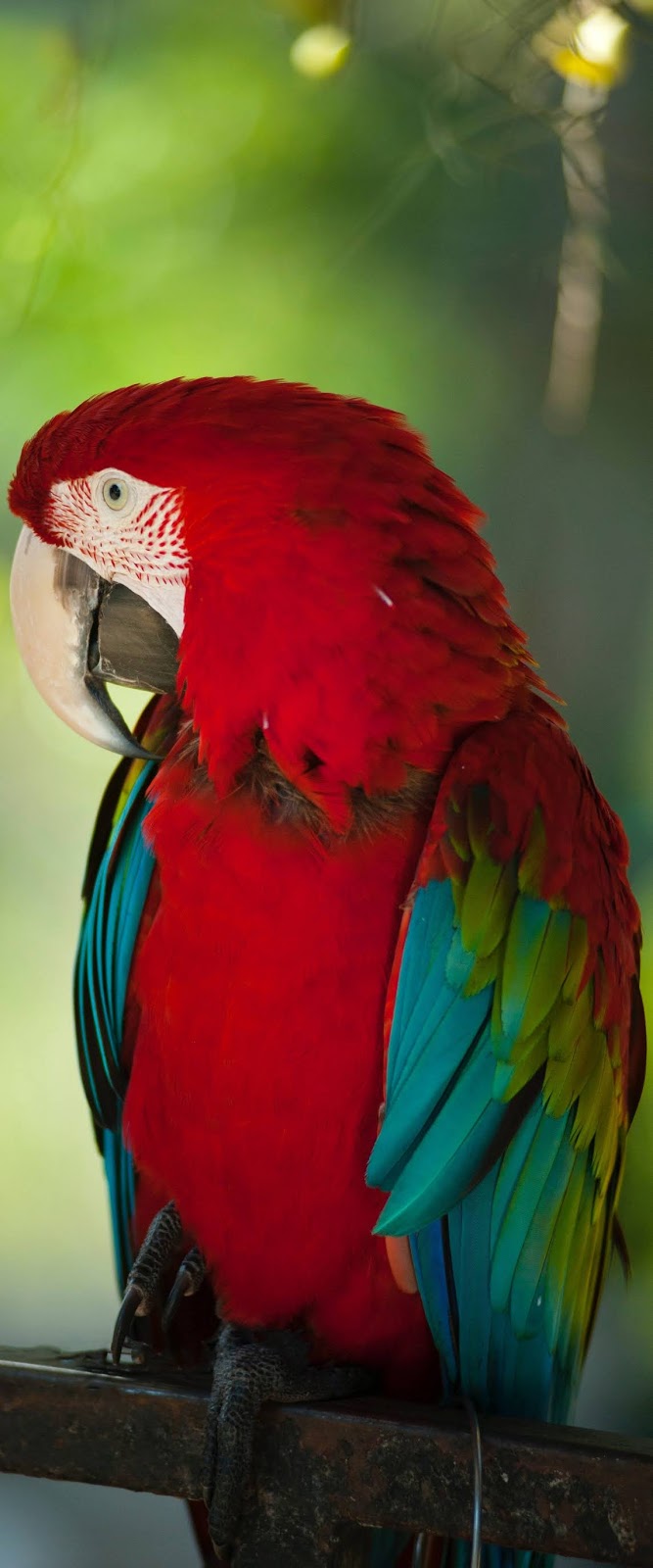 A beautiful colorful macaw photo.