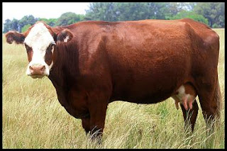 vaca Hereford