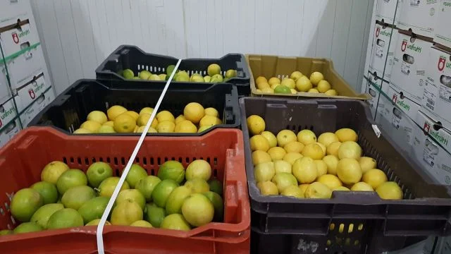 “Amazón” de frutas y verduras