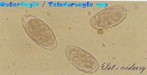 Ostertagia / Teladorsagia spp